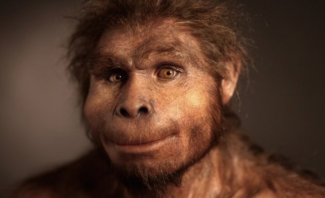 Homo Habilis
