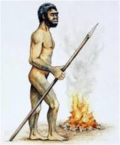 homo erectus