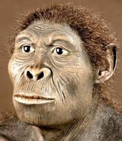 homo habilis
