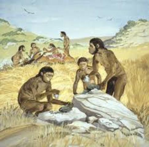 homo habilis