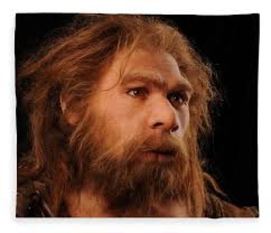 homo neanderthalensis