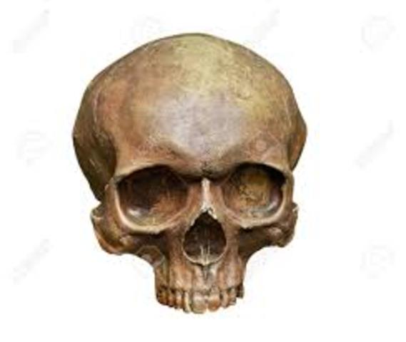 Homo sapiens sapiens