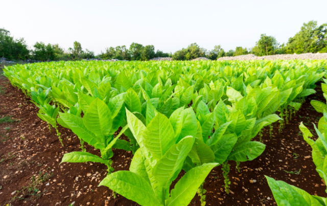 Tobacco