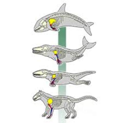 Evolución orgánica