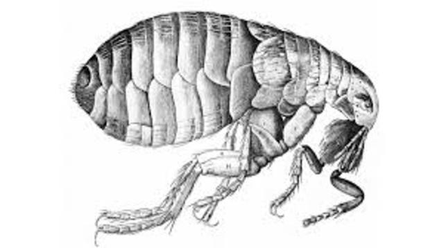 Bacon discovers plague fleas