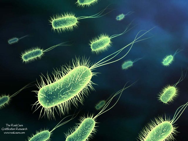 Las bacterias unicelulares