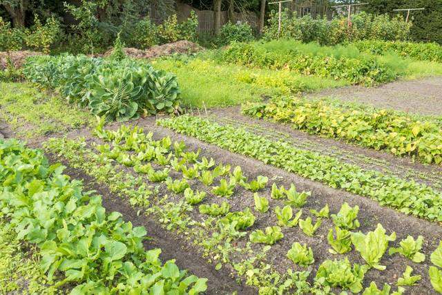 Four Year Crop Rotation Introduced