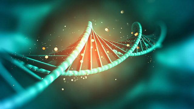 S'aïlla l'ADN en el nucli d'una cèl·lula.