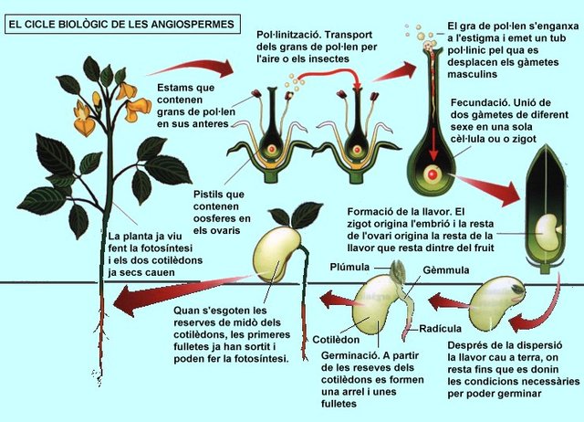 Es confirma la reproducció sexual en les plantes.