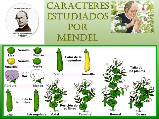 Mendel descriu en els pèsols les unitats fonamentals de l'herència (que posteriorment rebran el nom de gens).
