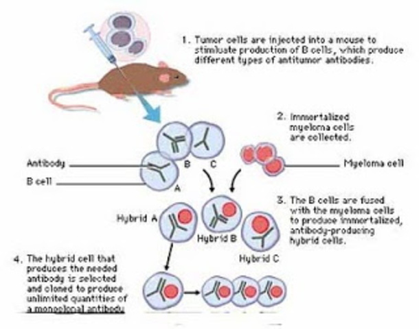 S'obtenen per primera vegada els hibridomes que produeixen anticossos monoclonals.