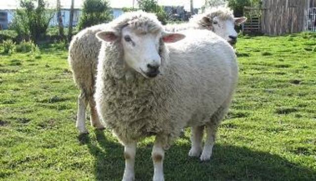 Clonació del primer mamífer, una ovella anomenada "Dolly".