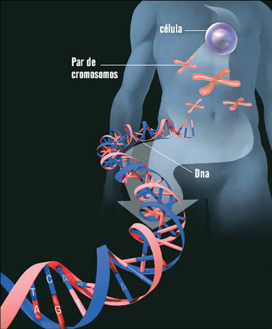 Primeres seqüències del genoma humà per part del Projecte Genoma Humà i Celera Genomics