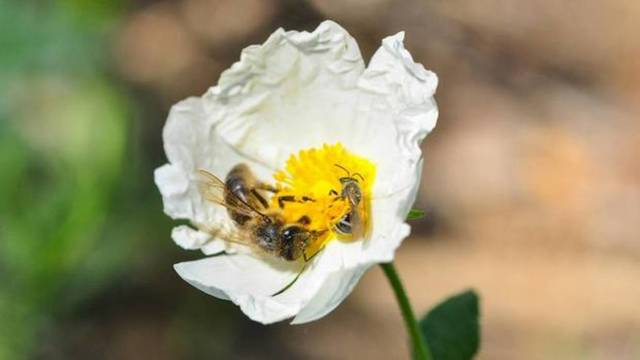 El cambio climático afecta las abejas en España