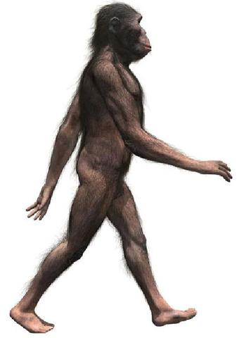 australopithecus