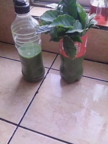 Preparacion del enraizador de Sauce Lloron