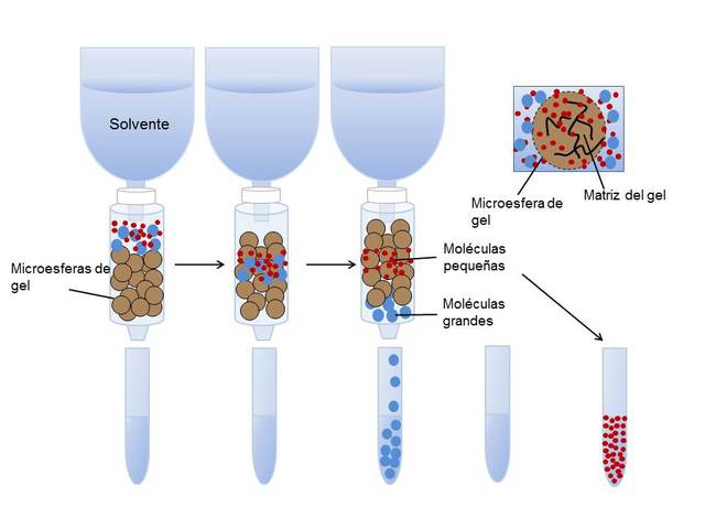 cromatografía de filtración de gel.