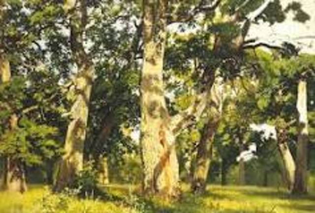 Oak evening (Naturalism)