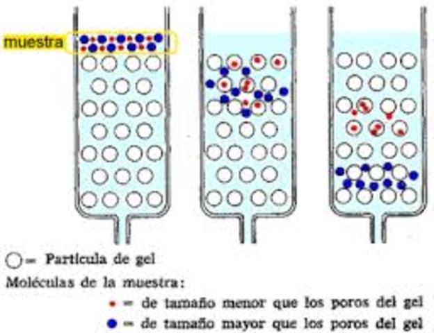 J. C. Moore Desarrolló la cromatografía de permeación en gel