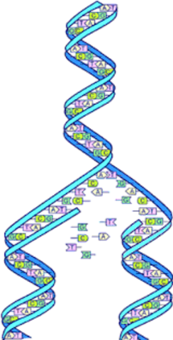 Human Genome