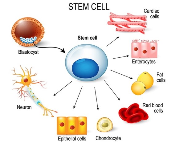 stem cells