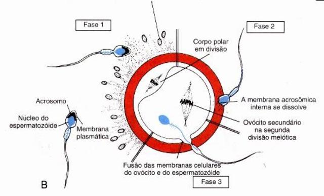 secuencia de fecundación