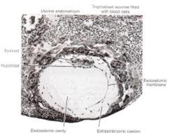Formación de la cavidad blastocistica