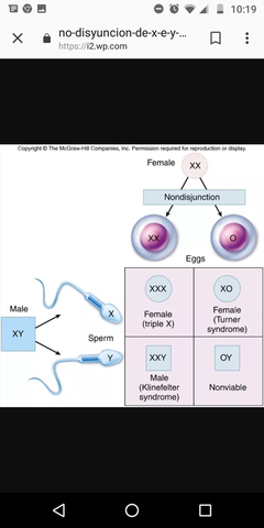 NÚMERO DE CROMOSOMAS