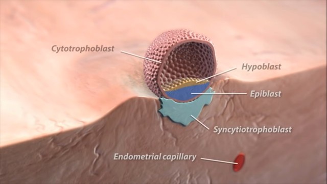 Blastocito se une a pared del endometrio y se divide en capas