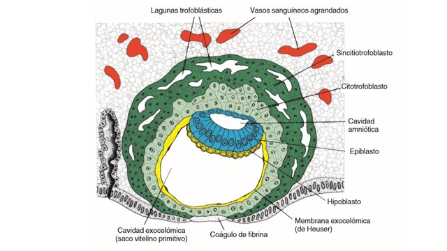 Blastocito más inmerso en la cavidad exocelómica