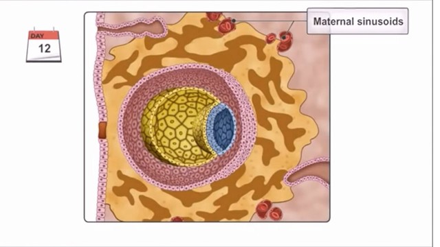 Se forman sinusoides en el sincitiotrofoblasto
