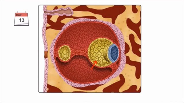 Se genera el saco Vitelino