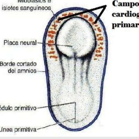 campo cardiogénico primario