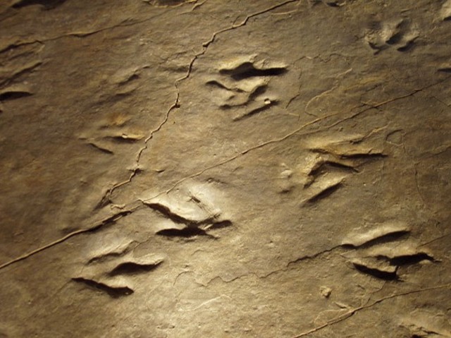 Dinosaur Tracts found in Rocky Hills