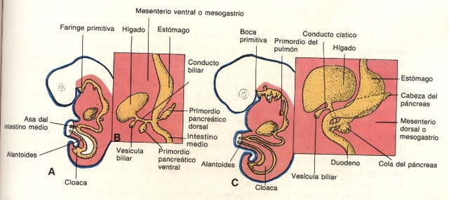 Primordio del hígado