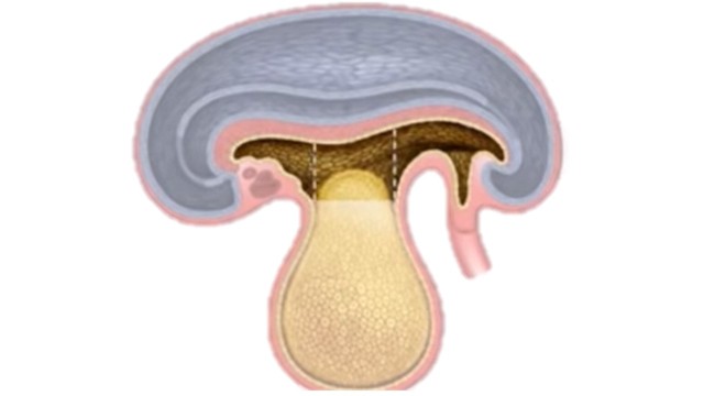 Septo transverso, corazón primitivo, celoma pericádico y membrana oroofaríngea se trasladan ventralmente