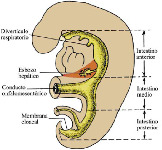 Tubo intestinal