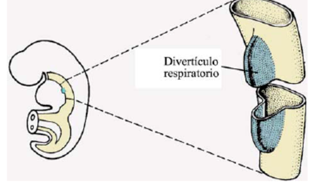 Divertículo respiratorio