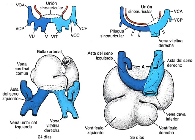 Seno venoso recibe  sangre venosa de astas