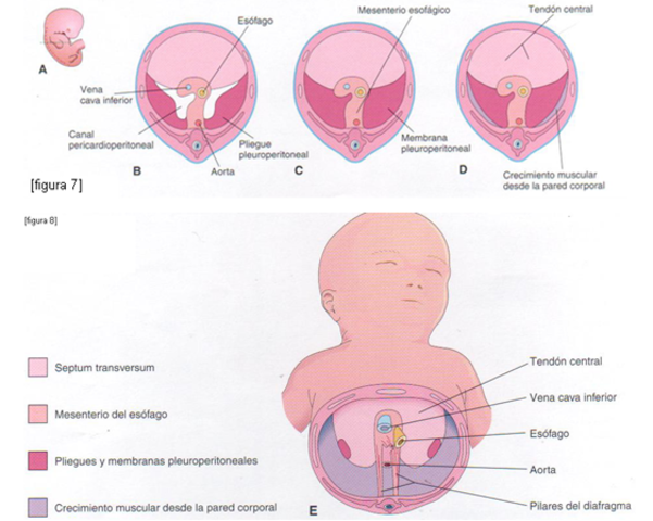 Se forma primordio del diafragma