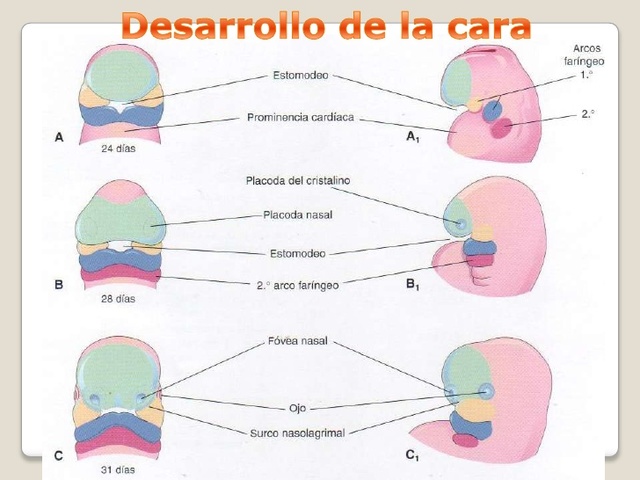3 pares de arcos faríngeos