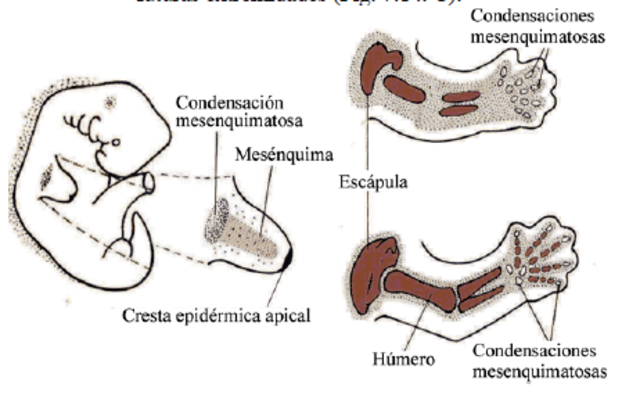 Esbozos de miembros superiores