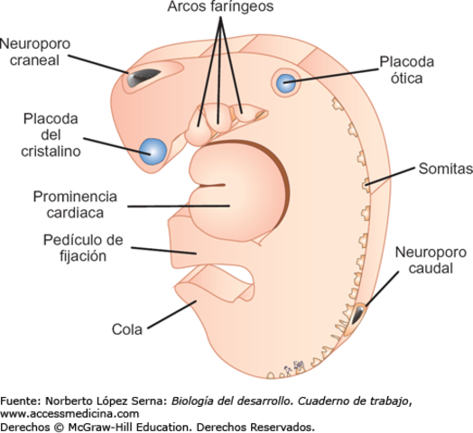 Cierre de neuroporo caudal