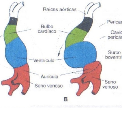 Formación de asa cardíaca