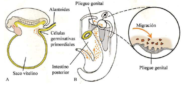 Células germinales primordiales llegan a las gónadas