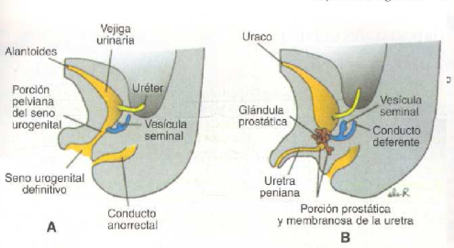 Vejiga y Uretra