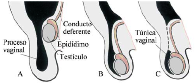 Descenso de los ovarios y de los testículos