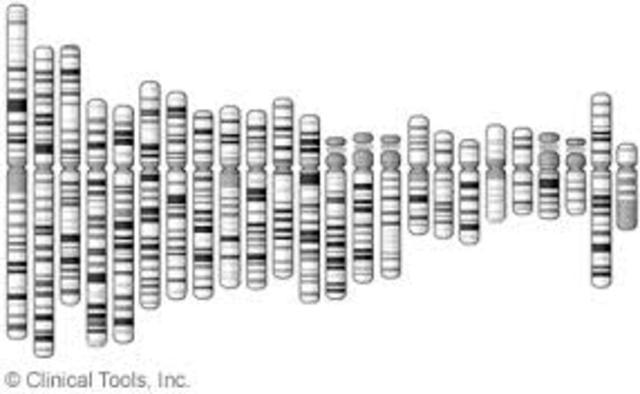 Human Genome
