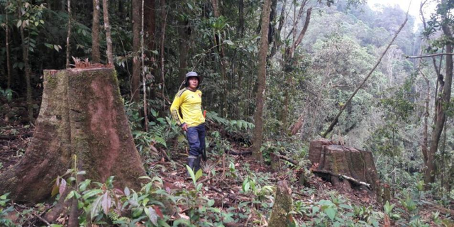 Tala de bosques en la Sierra Nevada de Santa Marta, Colombia.