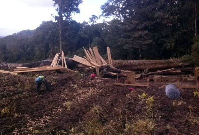 Daño ambiental en "Parque Internacional: La Amistad de Panamá"
